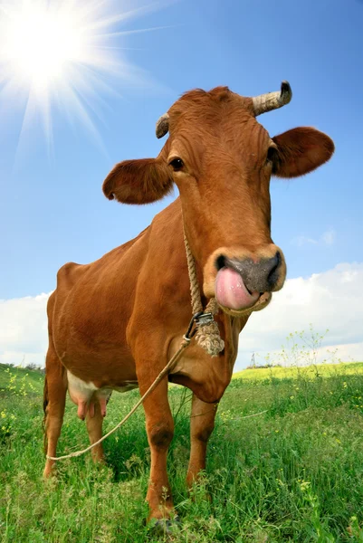 Vtipná kráva — Stock fotografie