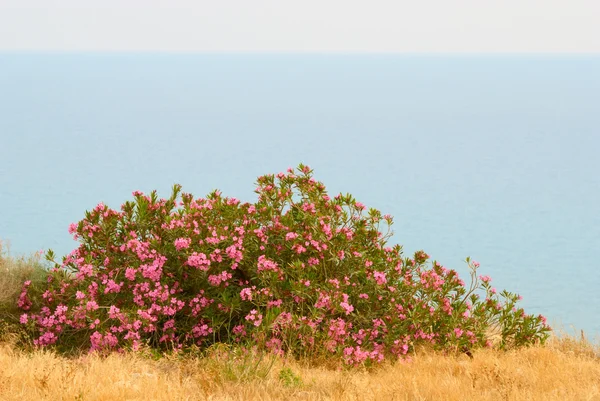 Розовый куст — стоковое фото