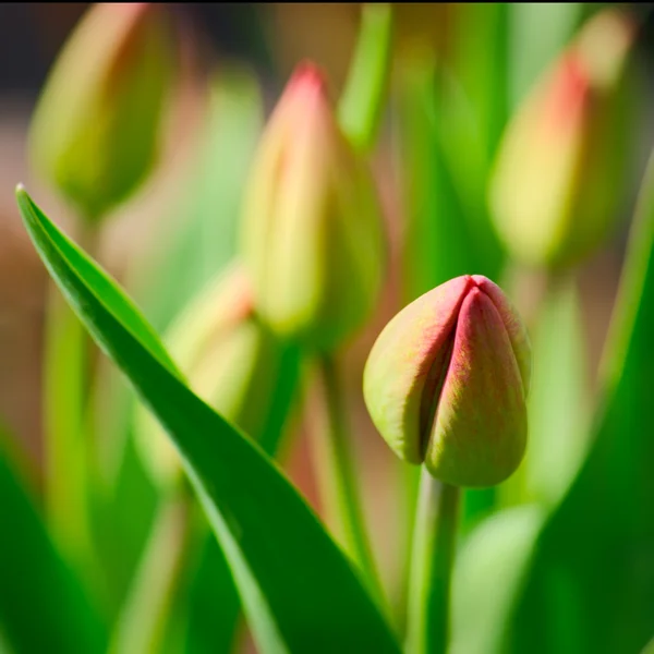 Fundo tulipa vermelha — Fotografia de Stock