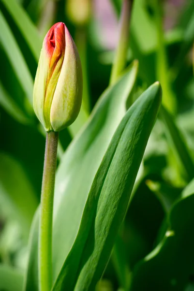 stock image Red tulip bud