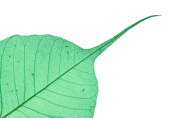 Folha decorativa verde — Fotografia de Stock