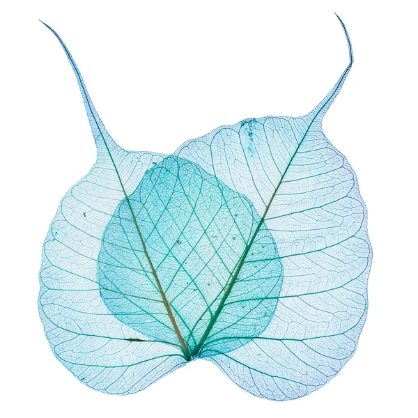 Хлопково-голубые листья — стоковое фото