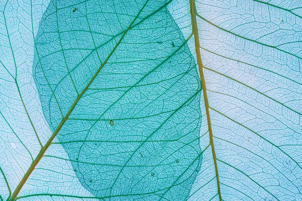 Leaves background