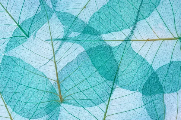 Decorative leaves background — Stock Photo, Image