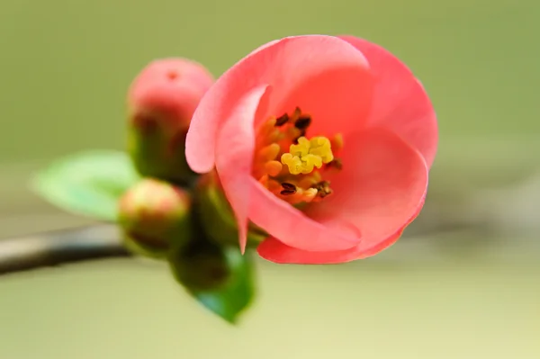 Japanska körsbär blommar — Stockfoto