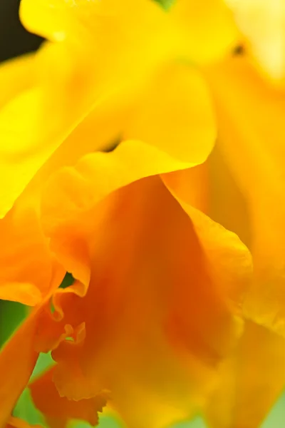 Orkidé i blom — Stockfoto