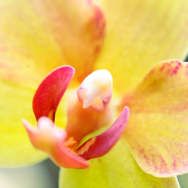 Orquídea em flor — Fotografia de Stock