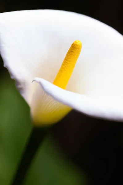 Білий Калла лілії — стокове фото