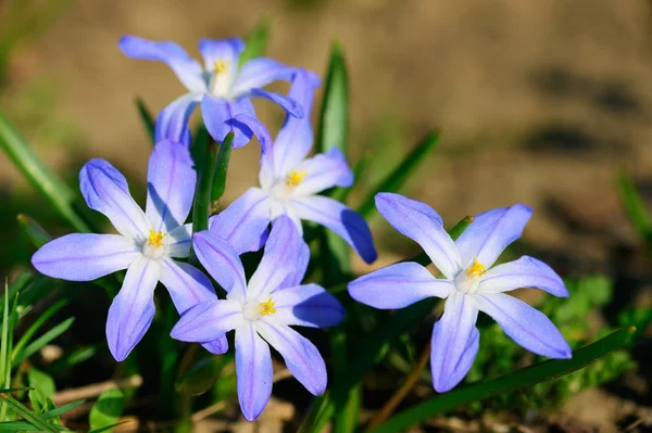 Virágok kék szellőrózsa — Stock Fotó