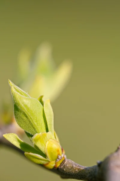 Молодий весняного листя — стокове фото