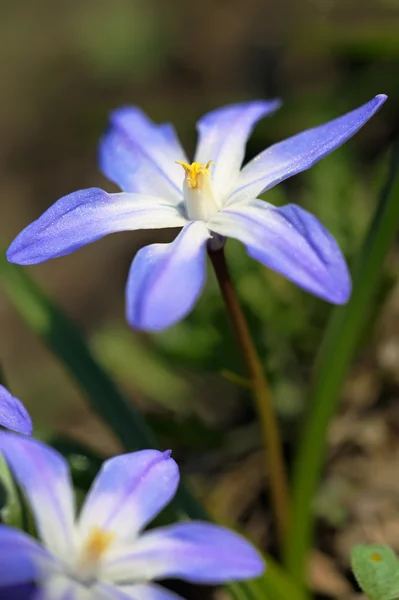 Ανεμώνη μπλε λουλούδια — Φωτογραφία Αρχείου