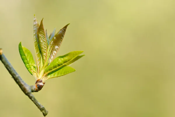 젊은 봄 잎 — 스톡 사진