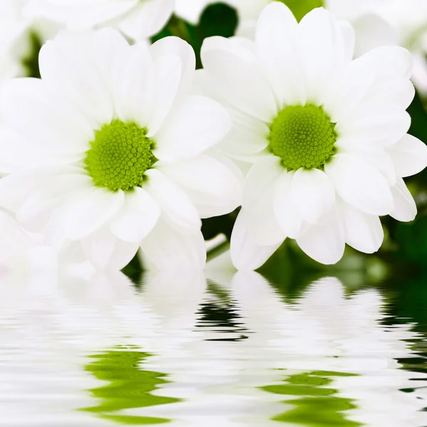 Chrysanthemum with reflection — Stock Photo, Image