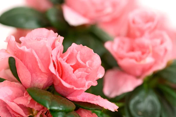 Bela azálea rosa — Fotografia de Stock