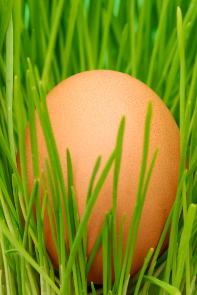 Egg on grass — Stock Photo, Image