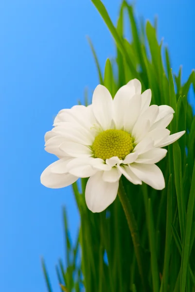 Blume im Gras — Stockfoto