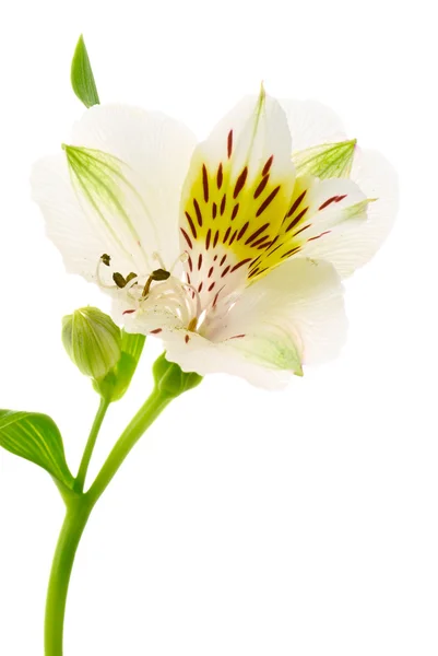 Perulu lily — Stok fotoğraf