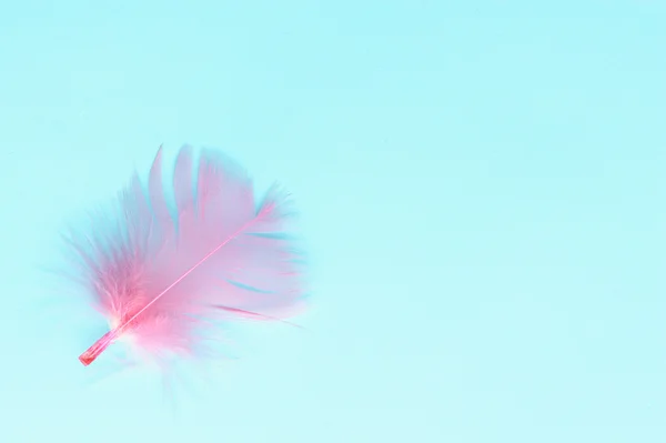 Pink feather — Stockfoto