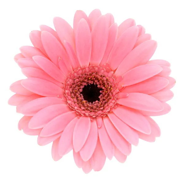 Pink gerber — Stock Photo, Image