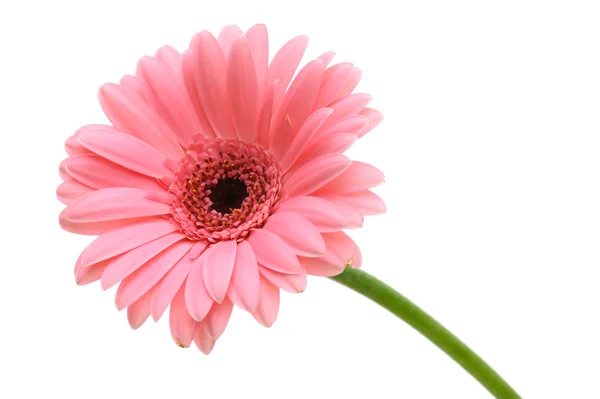 Röd daisy blomman — Stockfoto