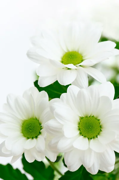 Witte chrysant bloemen — Stockfoto