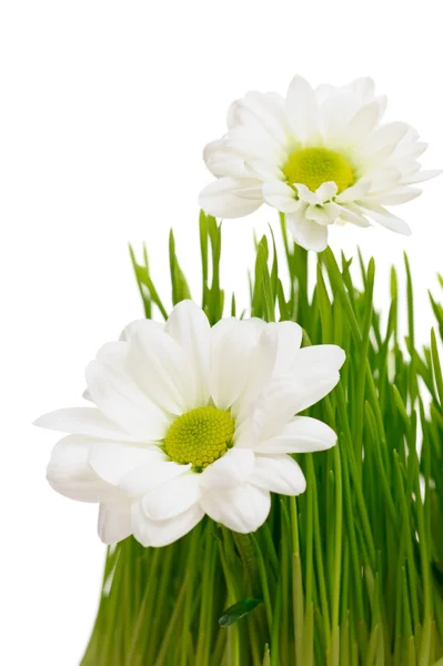 Weiße Chrysanthemenblüten — Stockfoto