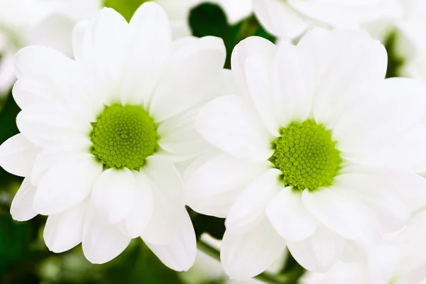 흰 국화 꽃 — 스톡 사진