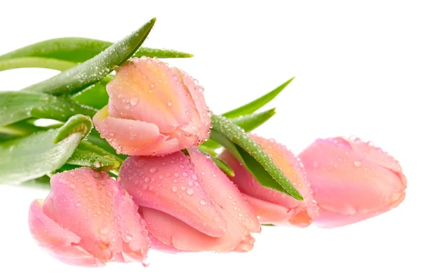 Vacker rosa tulpan — Stockfoto