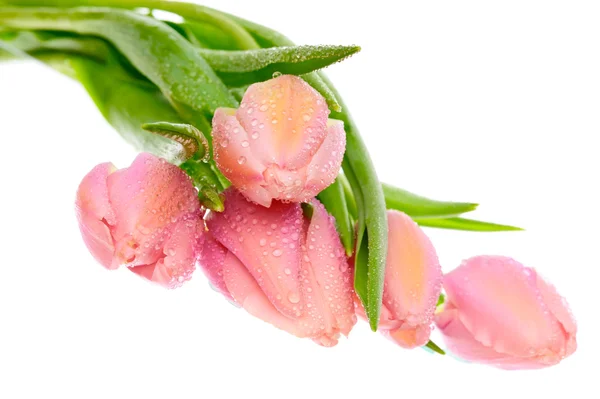 Linda tulipa rosa — Fotografia de Stock