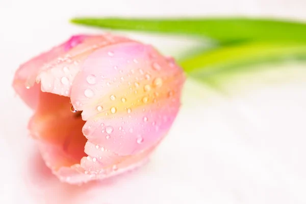 Ροζ tulip — Φωτογραφία Αρχείου