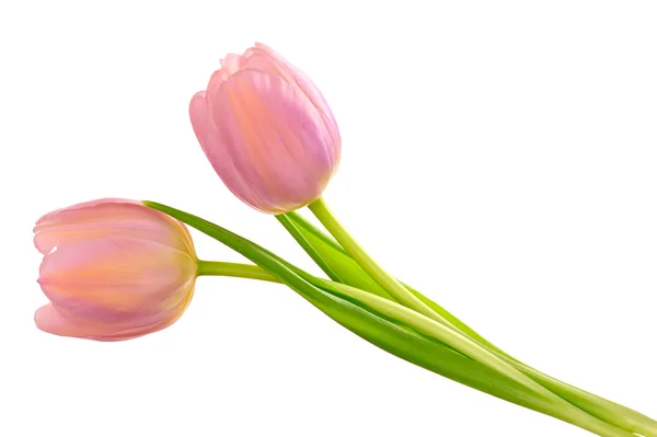 Duas tulipas — Fotografia de Stock