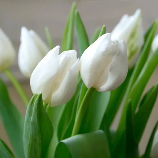 Tulipes blanches images libres de droit, photos de Tulipes blanches |  Depositphotos