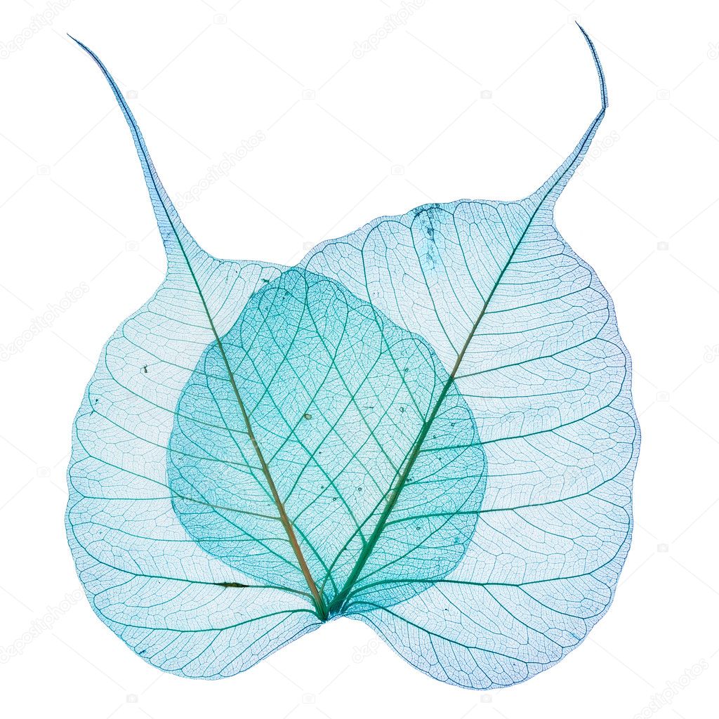 Motton blue leaves