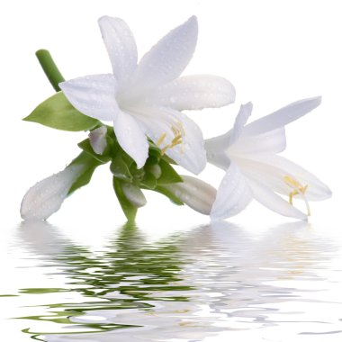 Lily with reflection clipart