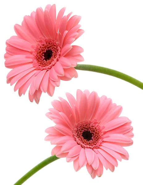 Two pink gerbers — Stock Photo, Image