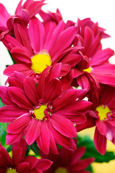 红菊花 — 图库照片