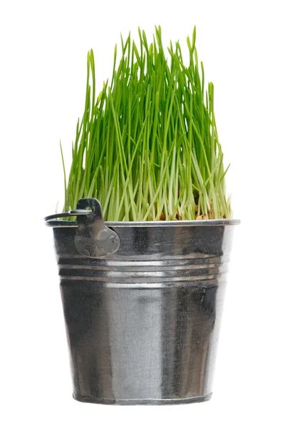 Gräs i hink — Stockfoto