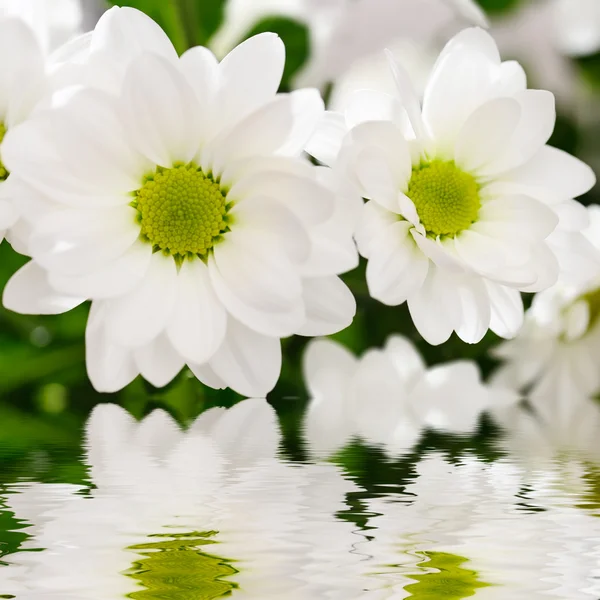 Vita krysantemum blommor — Stockfoto
