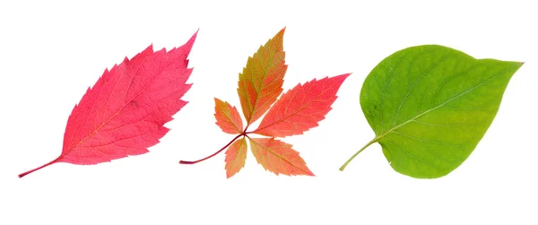 Três folhas de outono — Fotografia de Stock
