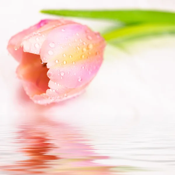 Roze tulp — Stockfoto