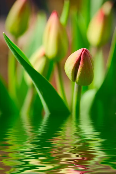 Tulips over water — Stock Photo, Image
