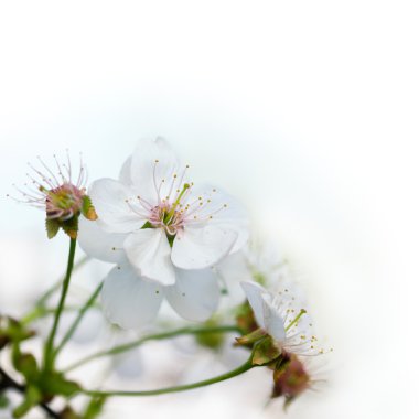 Beyaz kiraz çiçekleri