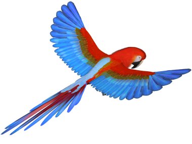 Macaw clipart