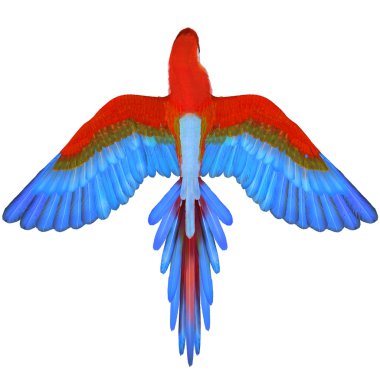 Macaw clipart