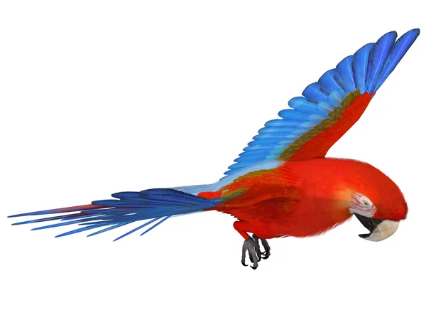 stock image Macaw
