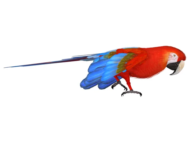 stock image Macaw