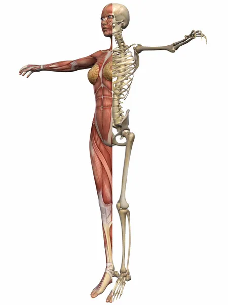 Női anatómia test — Stock Fotó
