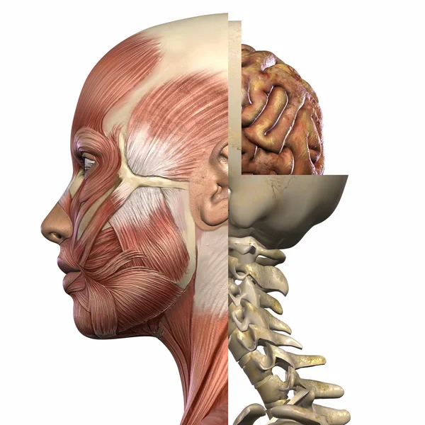 Kadın anatomisini vücut — Stok fotoğraf