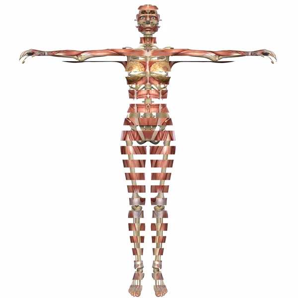 Kobiecej anatomii ciała — Zdjęcie stockowe