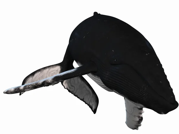Hosszúszárnyú bálna — Stock Fotó